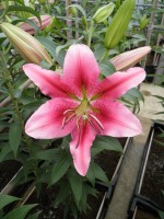 [1781 CHili No01.JPG]